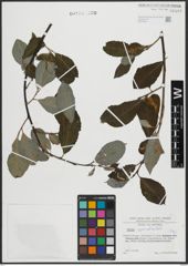 Foto von Salix appendiculata Vill.